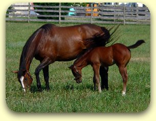 Horseandbabyhorse